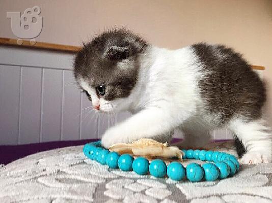 Zapanjujući škotski nabor Tica Kitten Ready